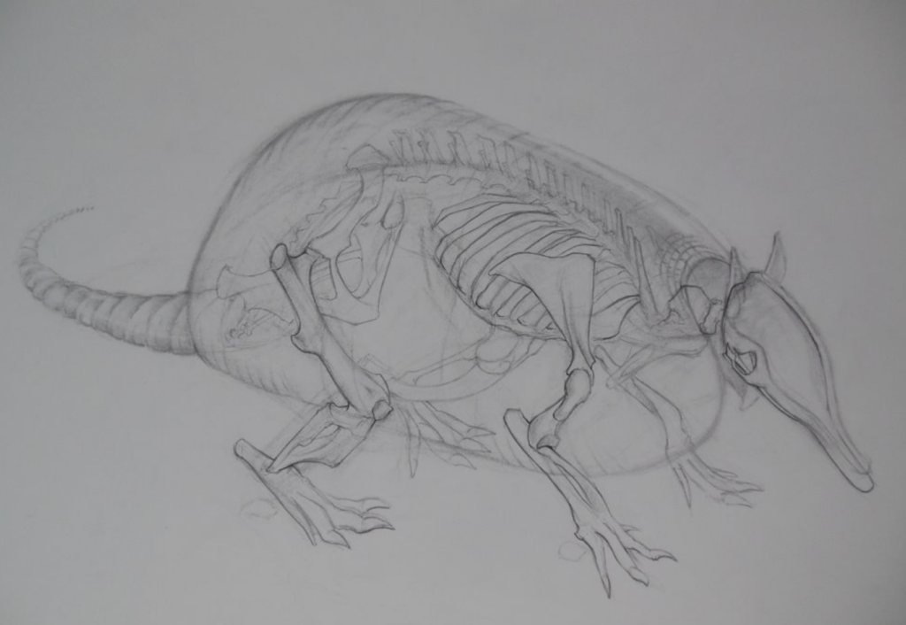 Armadillo Skeleton Still Life -  Pencil on paper